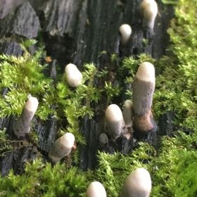 Nejvíce se jí líbí na hnijících kmenech listnatých stromů.