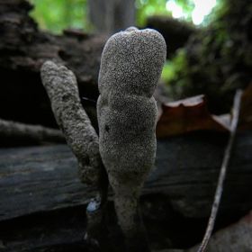 Její stromata, tedy útvary různé podoby, dosahují výšky 30-100 mm.