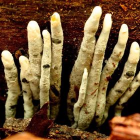 Dřevnatka mnohotvárná (Xylaria polymorpha) patří mezi velmi hojné druhy hub.