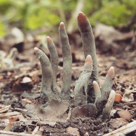 Můžeme ji najít i v Česku. Třeba na Karlovarsku.
