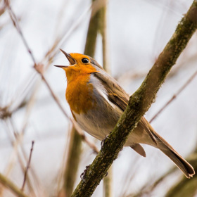 Červenka obecná. Drobný pták, velikostí podobný vrabci, má velmi jemný zpěv, který se ale dokáže dobře rozléhat.

