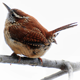 Střízlík obecný. Jeden z nejmenších ptáčků Evropy má krátké zavalitější tělíčko.