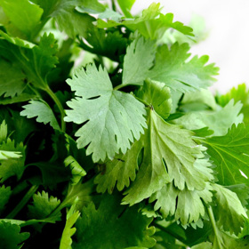 Jestliže máte rádi koriandr, i ten patří mezi rostliny, které klidně mohou na okenní parapet. Pravidelné zastřihávání podporuje růst.