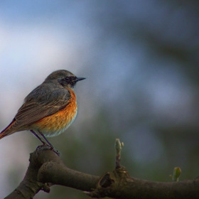 Rehek zahradní obstarává velmi časný budíček, už ve čtyři hodiny ráno.
