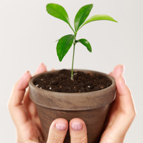 U menších rostlin by měla být nová nádoba větší o dva až tři centimetry, u těch větších o pět až šest.