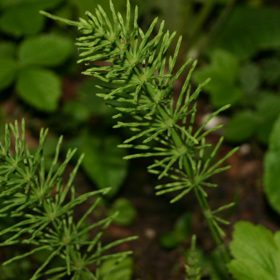 Přeslička rolní je sice urputným plevelem, ale uplatní se v přírodní medicíně třeba právě na prokrvení organismu. Pozor na záměnu s přesličkou bahenní a dalšími druhy!