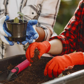 Každá z přesazovaných rostlin má specifické požadavky na druh substrátu i velikost nádoby.