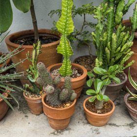 Přesazovat pokojové rostliny je ideální v předjaří nebo brzy zjara. 