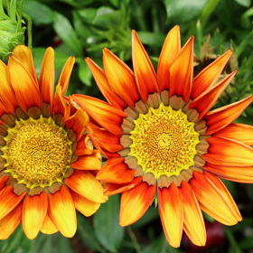 Gazánie vytvářejí jedny z nejkrásnějších květů. Rostlina miluje slunce.