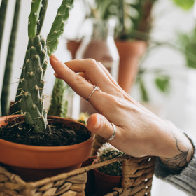 Pro všechny druhy rostlin se nehodí pokojový substrát. Jiný potřebují orchideje, jiný kaktusy. Také citrusy a azalky mají vlastní požadavky.
