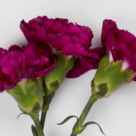 Karafiáty patří k milovaným i nenáviděným květinám zároveň. Jejich pověst totiž zničil socialismus: Rozdávaly se soudružkám za splnění plánu, během MDŽ se kupovaly po tuctech.