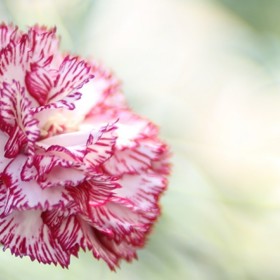 Jak se u nás vůbec vzaly? Josef Volšanský, voják a rodák z Klatov, při boji proti Napoleonovi u Lipska v roce 1813 sebral trochu semínek francouzských drobnokvětých karafiátů, doma je zasadil a ty se ujaly.