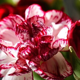 Je ale trochu nefér, protože karafiáty nikdo nepřehlédne a ty české voní po hřebíčku.