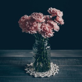 Drobná cizokrajná květina nadchla i ostatní obyvatele, kteří se na ni chodili k Volšanskému dívat. Někteří si dokonce vyprosili semínka a začali si pěstovat své vlastní karafiáty.