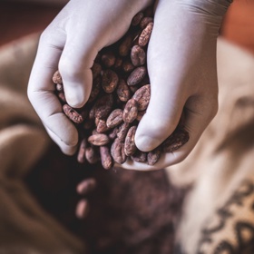 Kakaové boby připlují z jižní Aleriky do Evropy lodí a pak už jen čekají, až se v Kutné Hoře promění ve vynikající čokoládu.