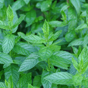 Máta je tak trochu plevel. Jak se ujme, rychle roste a množí se. Na záhoně je třeba s tím počítat.