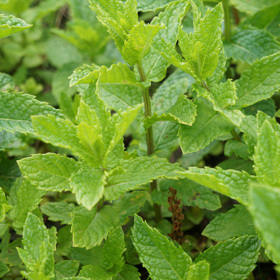 Máta nabízí celou řadu různých odrůd a kultivarů, které různě vypadají a chutnají.