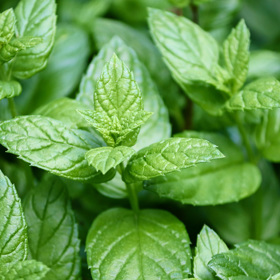 Máta patří mezi nejoblíbenější bylinky. Využít ji můžeme pro zdraví i v kuchyni, třeba do salátů.
