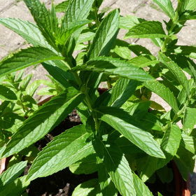 Chuť máty se liší podle druhu. Znáte třeba čokoládovou?