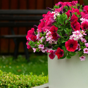 Petúnie jsou tradiční ozdobou venkovních nádob. I tato letnička potřebuje včasný výsev.