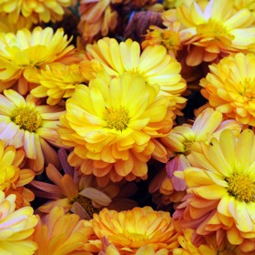 Slaměnka patří mezi krásné letní květiny, které po usušení mohou dělat radost i po zbytek roku.