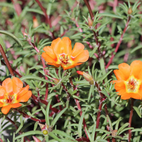 Také šrucha patří mezi rostliny, které budou nádherně růst především na slunečných stanovištích.