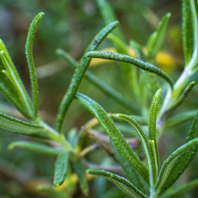 Rozmarýn lékařský využijete nejen v kuchyni, ale i v boji se studenýma rukama.