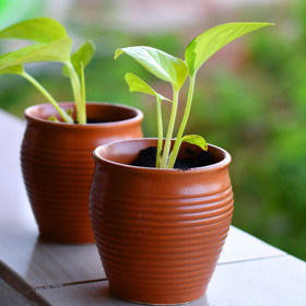 Přesazené rostliny se mohou také přihnojovat. Nejdříve ale za tři týdny.