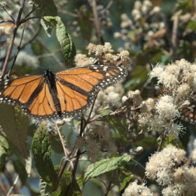 Nejzvláštnější podívanou ovšem představují patrně monarchové stěhovaví. Těch se na jaře dávají do pohybu miliony...  