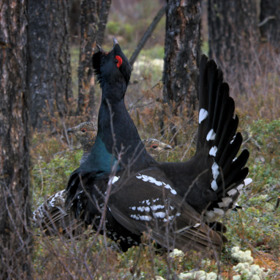 Tetřev má na jaře plno práce - musí si namluvit samičku.
