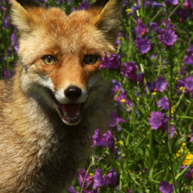 Liška se už může konečně pořádně nažrat...
