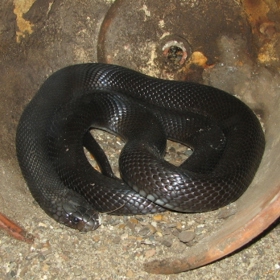 Hadi patří mezi zvířata, která jsou s džiny spojována nejvíce.