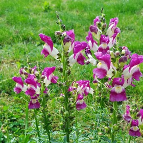 Hledík patří mezi nádherné letničky. S jeho předpěstováním je potřeba začít co nejdříve.