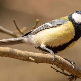 Sýkora koňadra. Jeden z nejrozšířenějších evropských ptáčků má melodický zpěv, který nabízí několik variant.