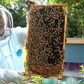Včelaři jsou pro společnost nesmírně důležití. Péče o včely je zásadní, dnes by se totiž bez pomoci svých chovatelů prakticky neobešly.