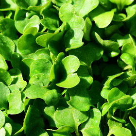 Rukola neboli roketa se dá během roku také zasít několikrát a můžete se pravidelně těšit ze skvělé úrody, i přesto, že nemáte zahradu. 
