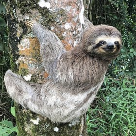 Na zem slézá jen zřídka, a to hlavně, když chce vykonat potřebu.
