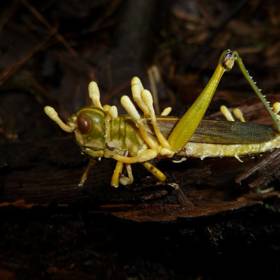 Některé druhy housenic dokážou ovládat také mysl svého hostitele a vedou ho do míst, kde se jí daří a kde prospívá. 