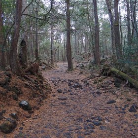 Lavinu sebevražd odstartoval román spisovatele Seičá Macumota Nami no To, v němž popisuje, jak si dva nešťastně zamilovaní lidé odejdou vzít život právě do Aokigahary. Z jiných pramenů se ale můžeme dočíst, že ve skutečnosti šlo o knihu Kuroi Jukai. Jaká je pravda?

