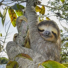 Lenochod může dorůst až do velikosti 80 centimetrů a vážit osm kilo. 
