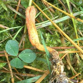 Po rozmnožení spor hostitelský jedinec umírá a začíná se měnit v jakýsi klon hmyzu a houby.