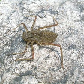 Nymfy jsou dravé stejně jako dospělí jedinci. 
