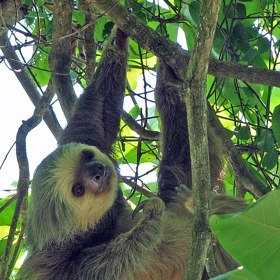 Houby a řasy nemá v srsti náhodou, chrání jej před různými parazity. 