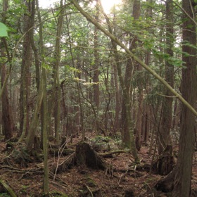 A nejen to. Chudí Japonci zde odkládali staré lidi, zejména ženy, které pak v lese umřely hladem. 
