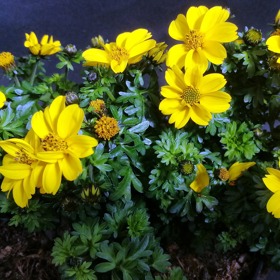 Dvouzubec neboli balkongold potřebuje kvalitní substrát, pravidelnou zálivku a přihnojování. Snese plné slunce i polostín. 