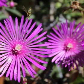 Kosmatec dobře poroste na jižním nebo západním balkonu. Rostlině nevadí přímé slunce, ale nemá ráda prudký déšť.
