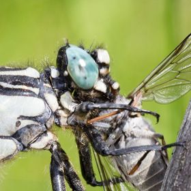 Svou kořist vidí vážka i ze vzdálenosti dvou metrů. Nepohrdne ani pulci a rybím potěrem.
