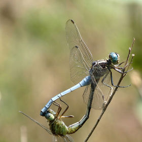 K rozmnožování dochází bez jakéhokoliv namlouvání. Spojení pářícího se páru svým tvarem připomíná srdce.
