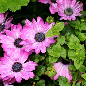 Osteospermum neboli paprskovka či modroočko je nenáročná rostlinka, která miluje balkony orientované na jih.