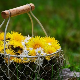 Na pampeliškový sirup budete potřebovat opravdu hodně květů. Dejte si pozor a sbírejte jen na čisté louce.